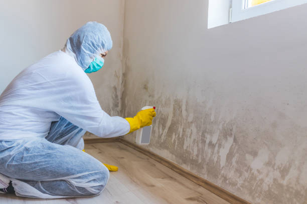 Licensed Mold Testing service in Lincoln, IL - WQB Mold Removal